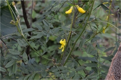 Sophora interrupta